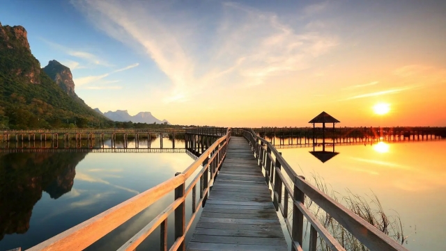 优发国际：园林绿化常用的植物